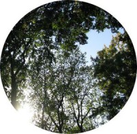 NO KIDS picture disc