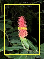 Flora