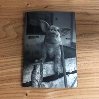 Pigs Farm