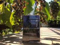 Elena Botts & dolphin hospital – Б​о​г​о​о​с​т​а​в​л​е​н​н​о​с​т​ь [Godforsakeness] (cassette)