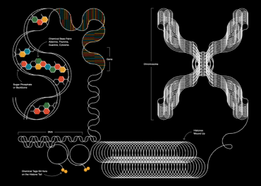 Ricochet - Cultural Epigenetics and the Philosophy of Change_Alex Head_Motto_File5