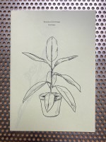 Botanical Drawings