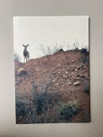 Peter Sutherland - Buck Shots