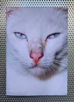 Backyard Diaries Catzine Vol.2