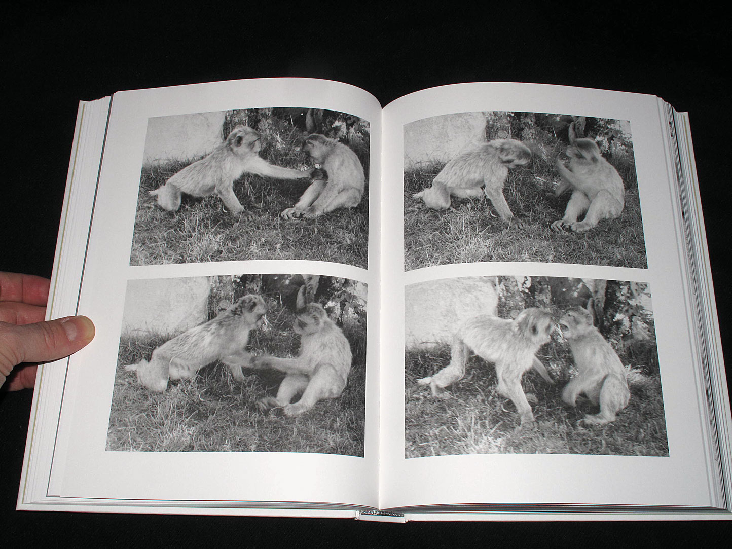 MOTTO DISTRIBUTION » Blog Archive » Phenotype. Jochen Lempert