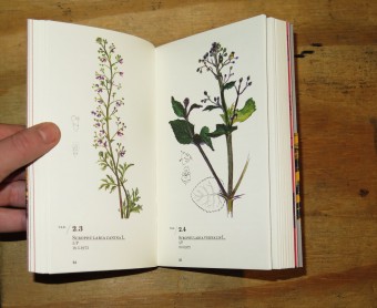 railwayflora_ernestoschick_florette_humboldtbooks_motto_10