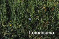 Lemaniana: Reflections on Other Scenes (FR)
