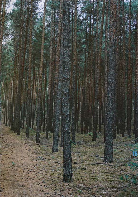 TheSchwimmer 16 Anna Tietz Edition Schwimmer