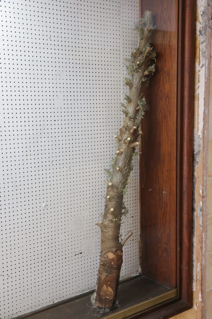 Tanenbaum Exhibition, Georg Verbuchen & Cornelius Woyke & Valentin Wedde, 02.09.2023 - 20.09.2023, Motto Berlin